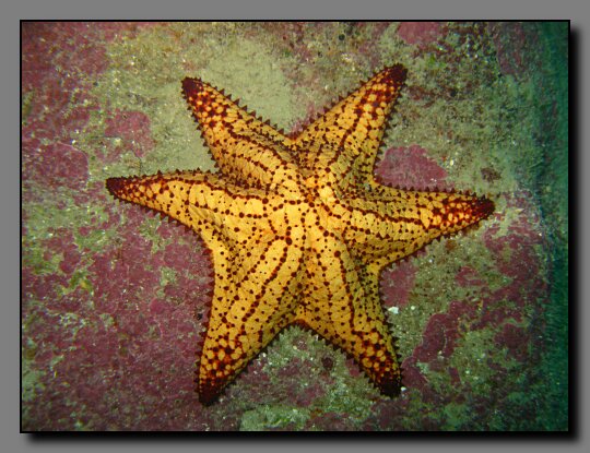 sea star